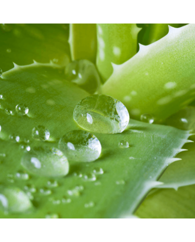 Holika Holika Gel de Aloe Vera 99%