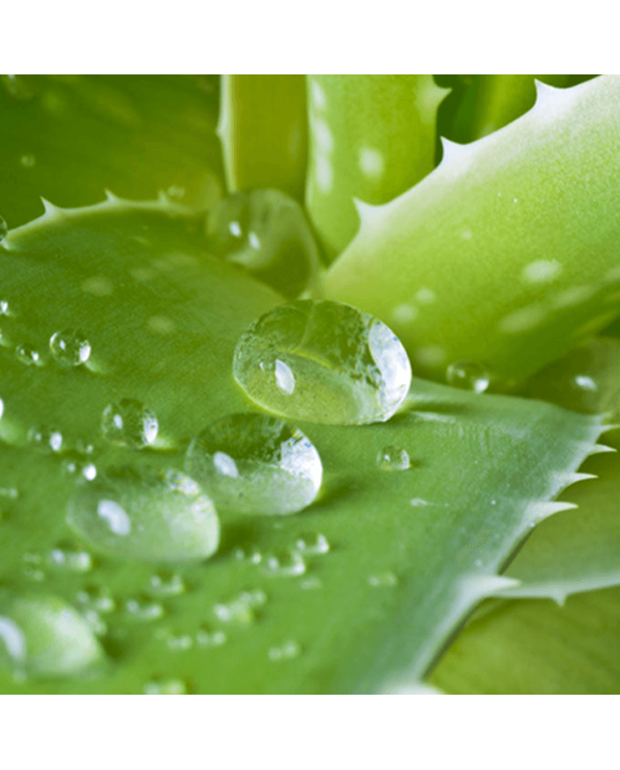 Holika Holika Gel de Aloe Vera 99%