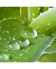 Holika Holika Gel de Aloe Vera 99%